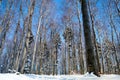 Snow-covered tall trees in the winter forest. Royalty Free Stock Photo