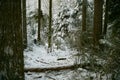 Pacific Northwest Forest Winter Royalty Free Stock Photo