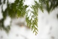 Snow covered of thuja branch. Close up.