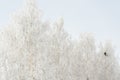 Snow-covered tops and tops of trees, frozen trees and a crow`s nest Royalty Free Stock Photo