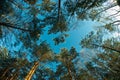 Snow-covered tops of trees Royalty Free Stock Photo