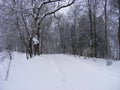 Snow-covered trail of the old snow-covered park Royalty Free Stock Photo