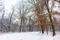 Snow Covered Trail in a Midwestern Forest and a Tree with Brown Leaves Royalty Free Stock Photo