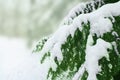 Snow covered tree