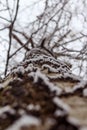 Snow-covered tree bark, birch. Falling snow, landscape, macro photography. Winter photo, wallpaper Royalty Free Stock Photo