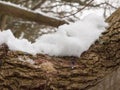 Snow covered tree bark close up outside forest winter texture Royalty Free Stock Photo