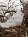 Snow covered tree bark close up outside forest winter texture Royalty Free Stock Photo