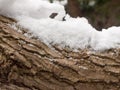 Snow covered tree bark close up outside forest winter texture Royalty Free Stock Photo