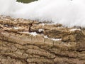 Snow covered tree bark close up outside forest winter texture Royalty Free Stock Photo