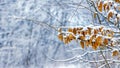 Snow-covered tree branch with dry leaves on a blurred background in the winter forest Royalty Free Stock Photo