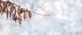 Snow covered tree branch with dry leaves in forest on blurred background Royalty Free Stock Photo