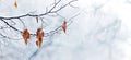 Snow-covered tree branch with dry leaves in the forest on a blurred background during a snowfall Royalty Free Stock Photo