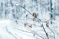 A snow-covered tree branch with dry leaves in a forest near a road during a snowfall Royalty Free Stock Photo