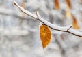 Snow-covered tree branch with dry leaves in the winter forest Royalty Free Stock Photo