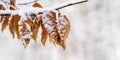 Snow-covered tree branch with dry leaves in winter in the forest on a blurred background Royalty Free Stock Photo