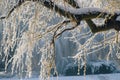 A snow-covered tree branch extends over a peaceful lake, providing a wintry scene, Frozen branches of a weeping willow tree, AI Royalty Free Stock Photo