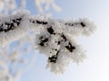 A snow-covered tree branch in frosty weather against a blue sky background. Close-up. Royalty Free Stock Photo
