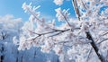 Snow covered tree branch in winter, nature frozen beauty generated by AI Royalty Free Stock Photo