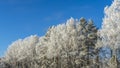 Snow-covered tree branches against the blue sky. Trees are covered with snow and hoarfrost against the blue sky Royalty Free Stock Photo