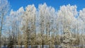 Snow-covered tree branches against the blue sky. Trees are covered with snow and hoarfrost against the blue sky. Royalty Free Stock Photo