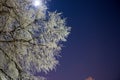 Snow-covered tree branches against the night sky Royalty Free Stock Photo