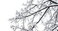 Snow Covered Tree Branches Against a White Sky Royalty Free Stock Photo