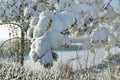 Snow-covered tree branches against the winter river Royalty Free Stock Photo