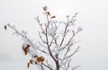 Snow covered tree branches in a ghostly winter fog Royalty Free Stock Photo