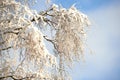Snow covered tree branches on blue white sky with copy space. A closeup winter landscape of snowy or frosty trees in a Royalty Free Stock Photo