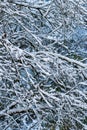 Snow-covered tree branches create a serene winter scene. Royalty Free Stock Photo