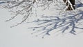 Tree branches extend into the scene casting intricate shadows Royalty Free Stock Photo