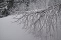 Snow Covered Tree Branches Hanging Over Pristine Winter Slope in Quiet Forest Landscape Royalty Free Stock Photo
