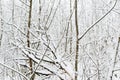 Snow covered tree branches in the winter forest. Natural background Royalty Free Stock Photo