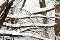 Snow covered tree branches in the winter forest. Natural background Royalty Free Stock Photo