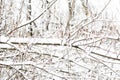 Snow covered tree branches in the winter forest. Natural background Royalty Free Stock Photo