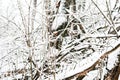 Snow covered tree branches in the winter forest. Natural background Royalty Free Stock Photo