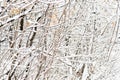 Snow covered tree branches in the winter forest. Natural background Royalty Free Stock Photo