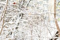 Snow covered tree branches in the winter forest. Natural background Royalty Free Stock Photo