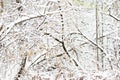 Snow covered tree branches in the winter forest. Natural background Royalty Free Stock Photo