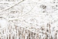 Snow covered tree branches in the winter forest. Natural background Royalty Free Stock Photo