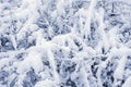 Snow covered tree branches in winter. Natural texture and background, copy space Royalty Free Stock Photo