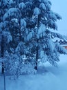 Snow covered tree . Christina Lake BC