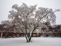 A Snow Covered Tree in a Courtyard