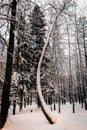 Snow covered tree with curved trunk winter