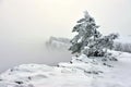 Snow-covered tree