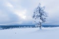 Snow covered tree in Finnish Lapland