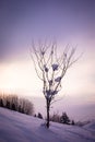 Snow covered tree at the hill on surise at the mountains