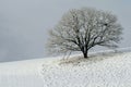 Snow covered tree on hillside Royalty Free Stock Photo