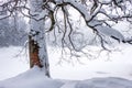 Snow-covered tree on Lake Synevyr, winter landscape