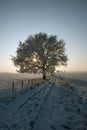 Snow covered tree landscape